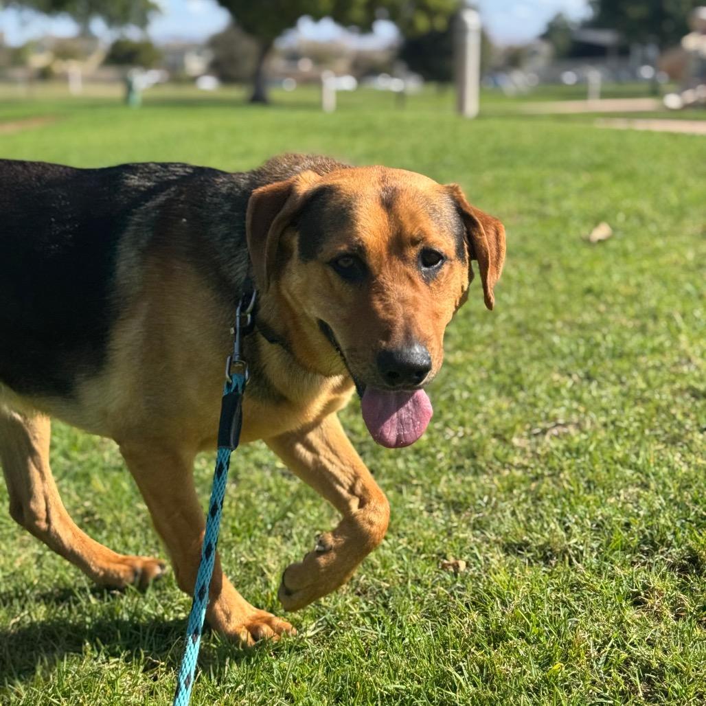 Enlarge Sony, a Adoptable German Shepherd Dog in Santa Barbara, CA image 5/6