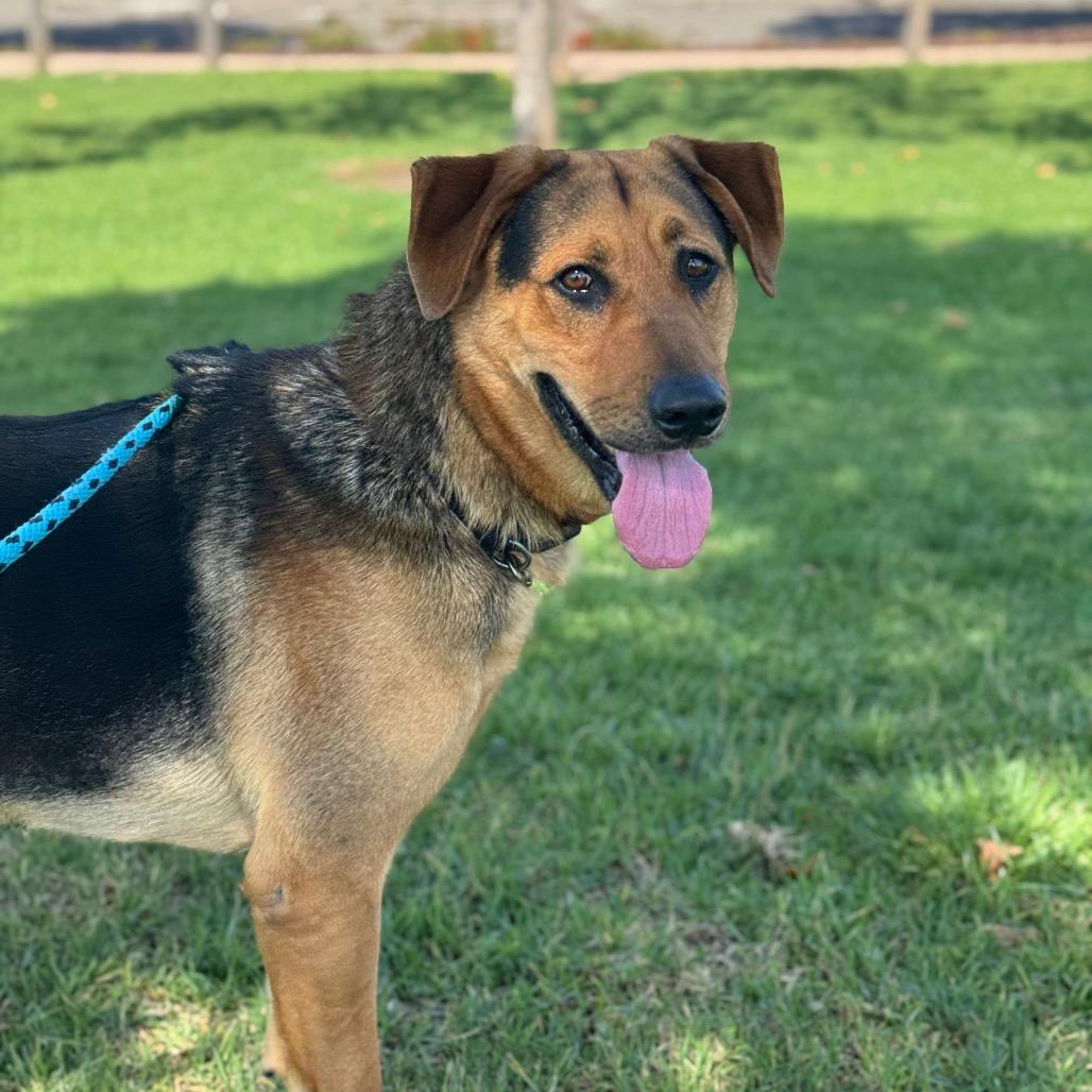 Sony, a Adoptable German Shepherd Dog in Santa Barbara, CA image 6/6