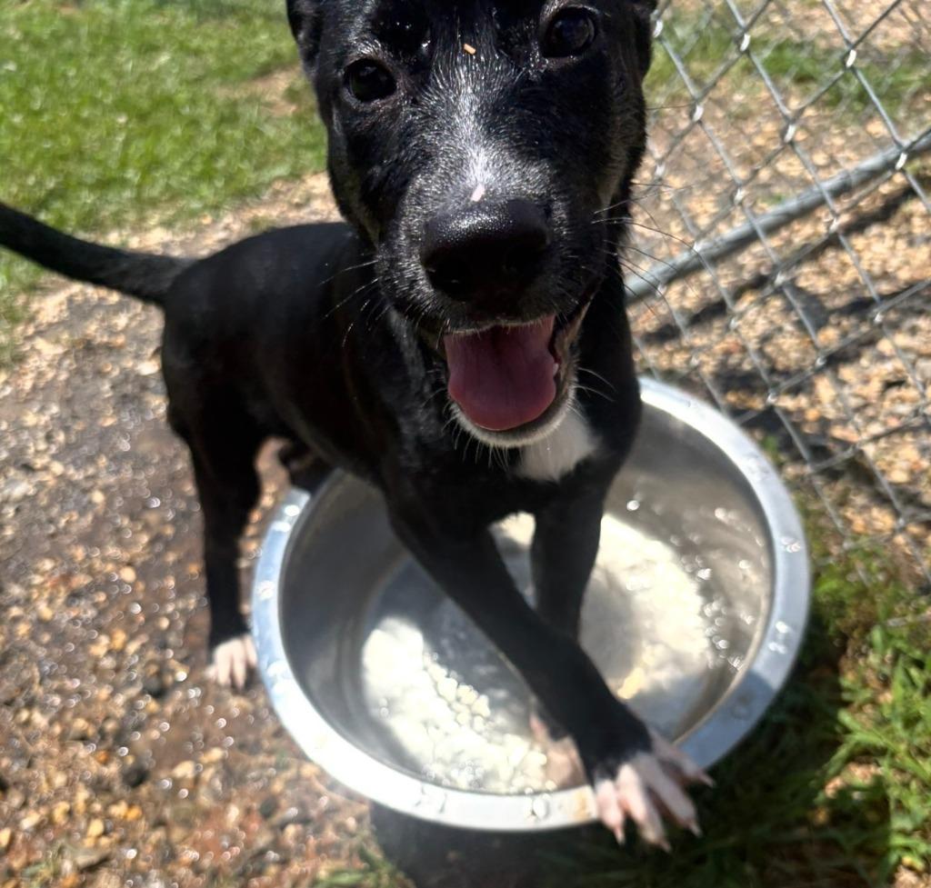 Enlarge Rolo, a Adoptable Collie in Blountville, TN image 1/6