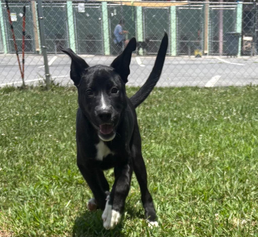 Enlarge Rolo, a Adoptable Collie in Blountville, TN image 2/6