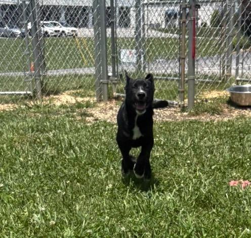 Enlarge Rolo, a Adoptable Collie in Blountville, TN image 3/6