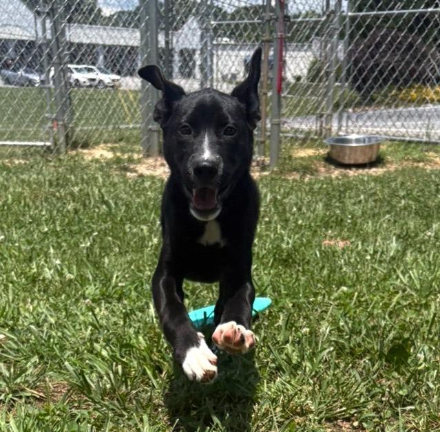 Enlarge Rolo, a Adoptable Collie in Blountville, TN image 4/6