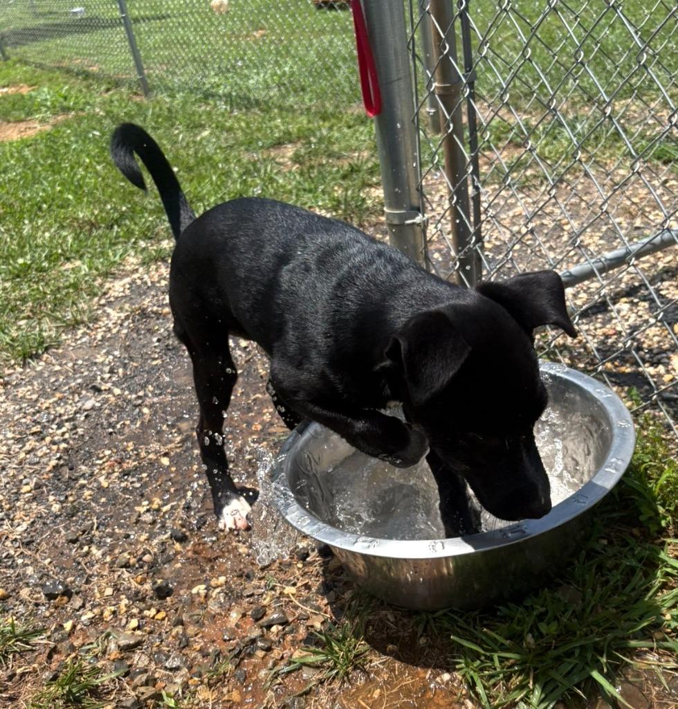 Enlarge Rolo, a Adoptable Collie in Blountville, TN image 5/6