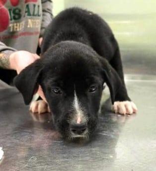 Enlarge Rolo, a Adoptable Collie in Blountville, TN image 6/6