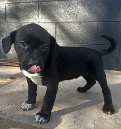 Charleston, Adoptable, Puppy Male Labrador Retriever & Rottweiler.