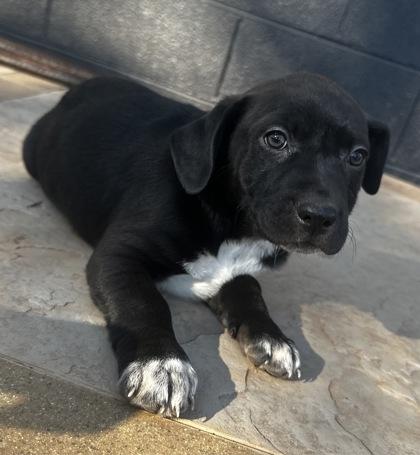 Charleston thumbnail 3