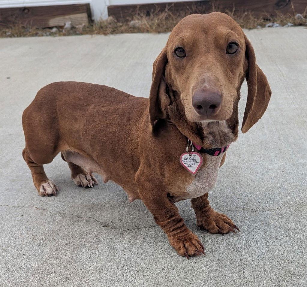 Enlarge Sadie in SC, a ADOPTABLE Dachshund in Georgetown, SC image 5/5