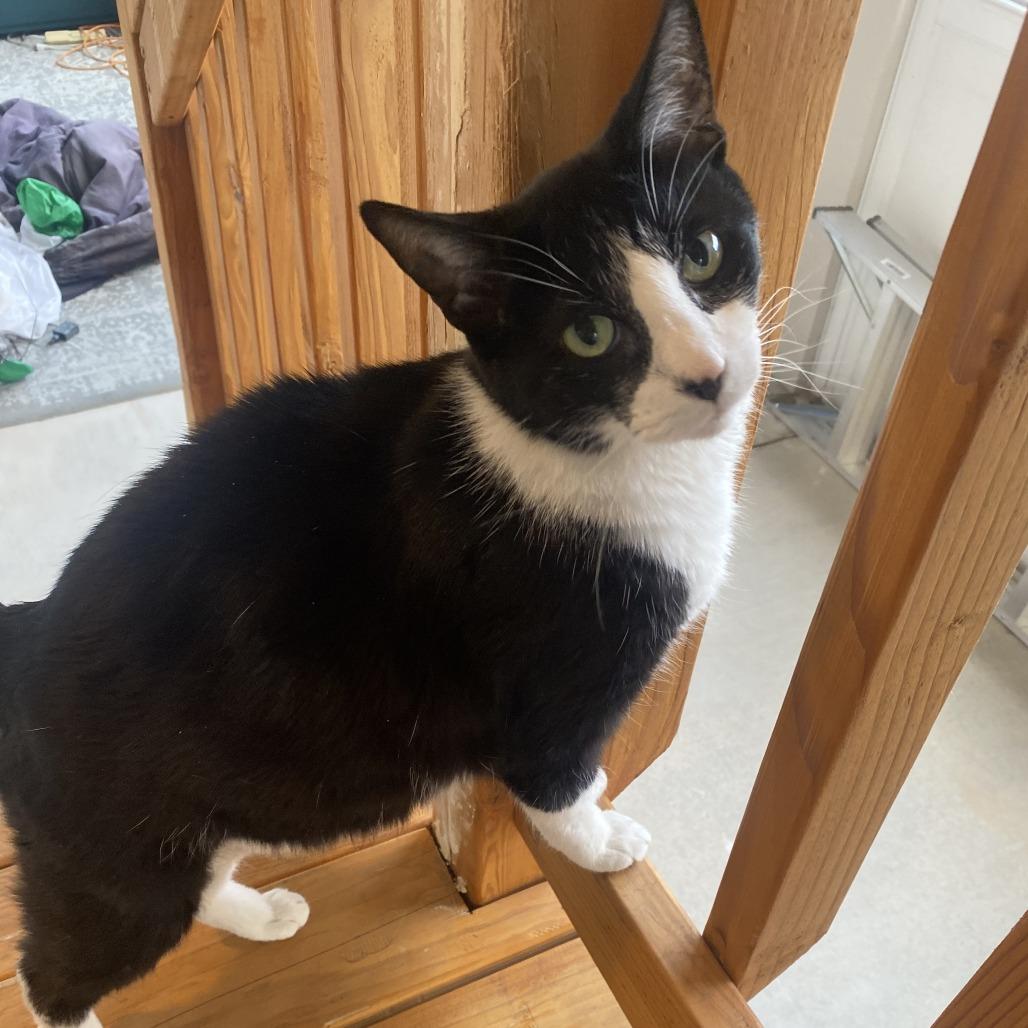 Quinn, Adoptable, Senior Male Domestic Short Hair.