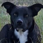Derrick, a Adoptable Shepherd in Donalsonville, GA image 1/2