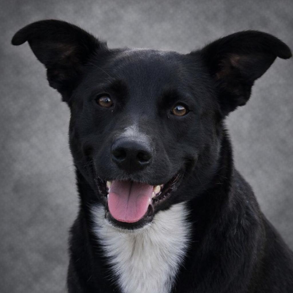 Derrick, a Adoptable Shepherd in Donalsonville, GA image 2/2