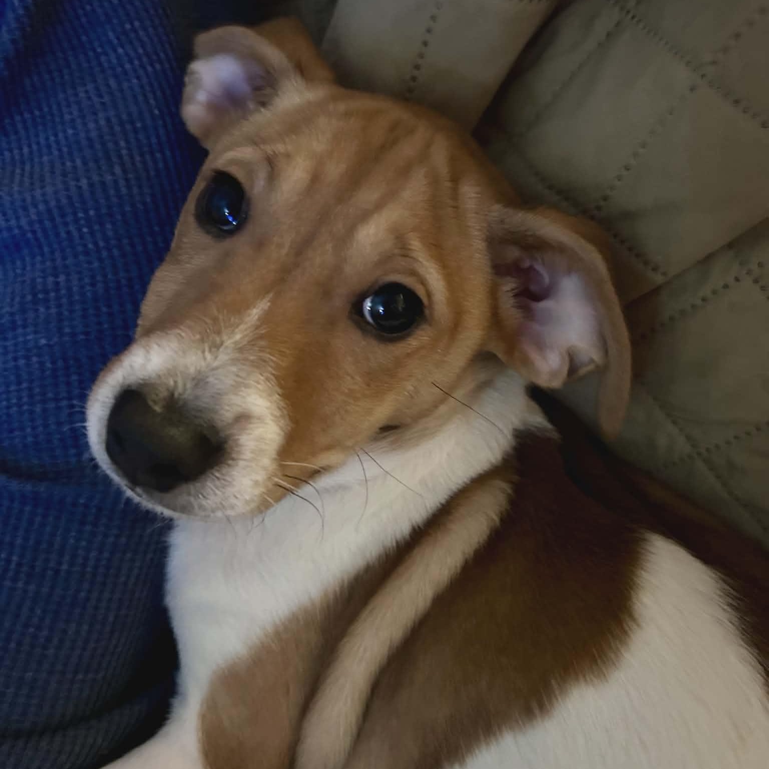 Enlarge Mickey, an adopted mixed breed in Schenectady, NY image 2/5