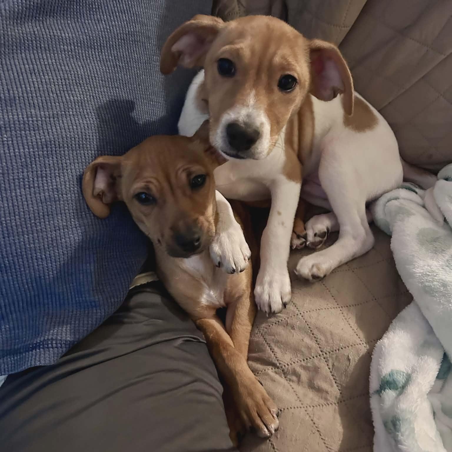 Enlarge Mickey, an adopted mixed breed in Schenectady, NY image 3/5