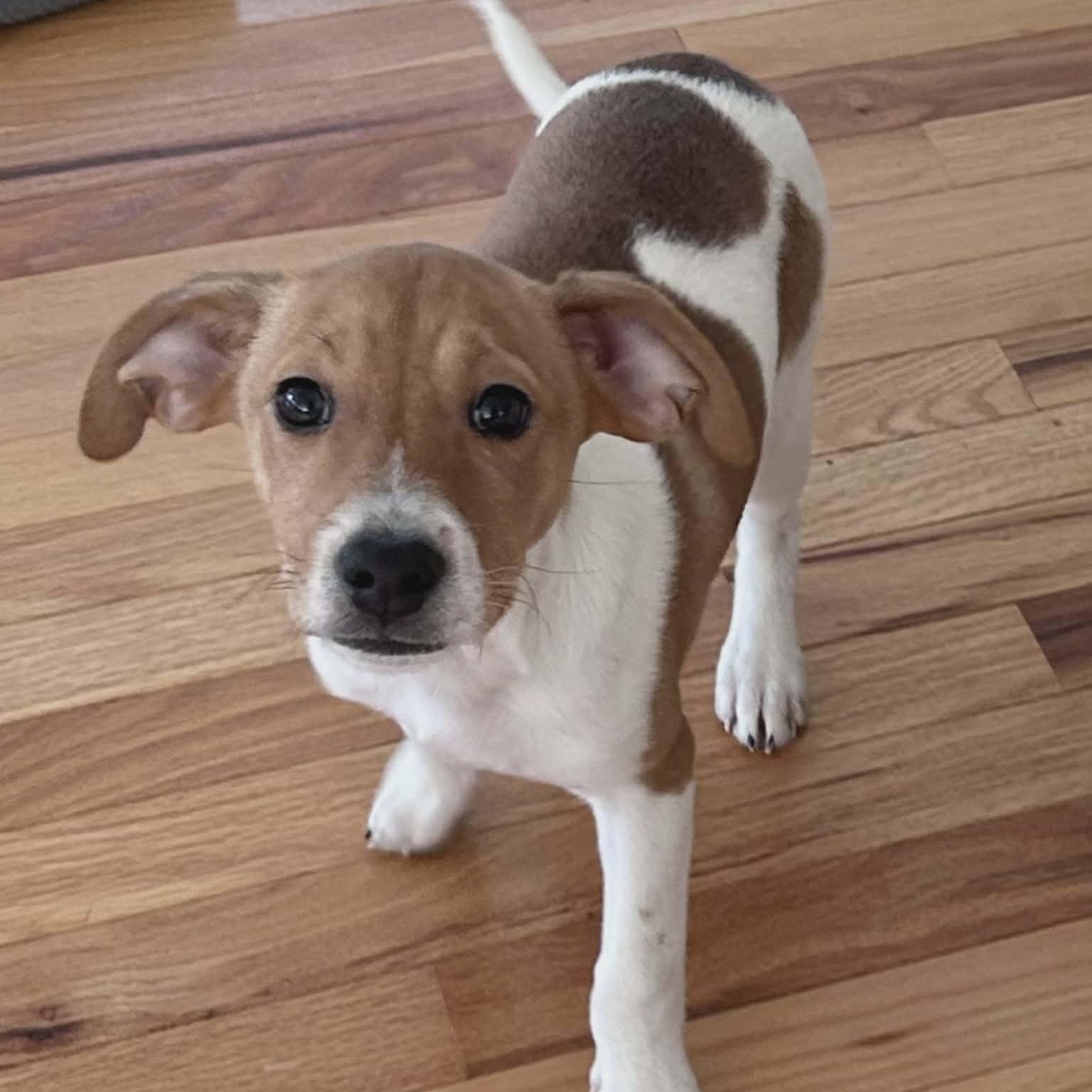 Enlarge Mickey, an adopted mixed breed in Schenectady, NY image 1/5