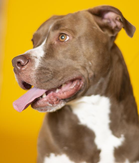 Enlarge Hero, a ADOPTABLE Pit Bull Terrier in Chicago, IL image 3/6