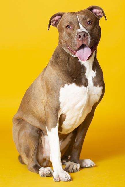 Enlarge Hero, a ADOPTABLE Pit Bull Terrier in Chicago, IL image 6/6
