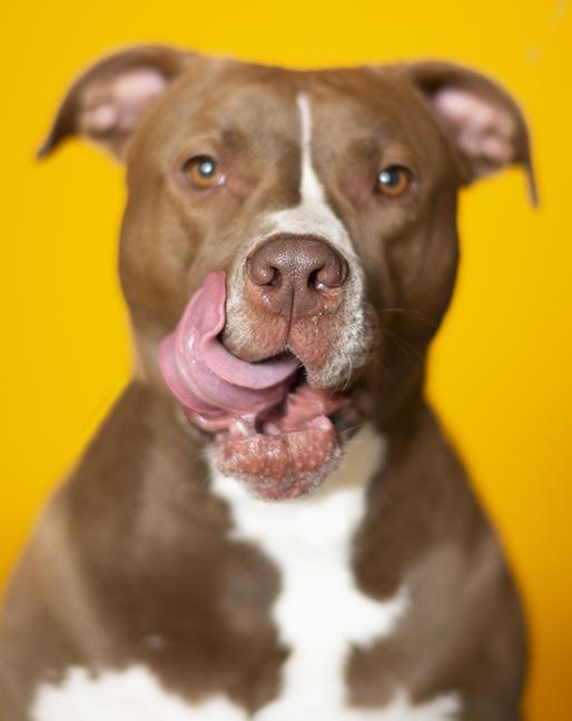 Hero, ADOPTABLE, Adult Male Pit Bull Terrier.