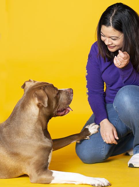 Enlarge Hero, a ADOPTABLE Pit Bull Terrier in Chicago, IL image 4/6