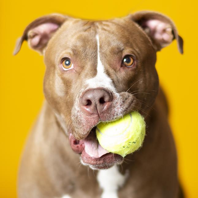 Enlarge Hero, a ADOPTABLE Pit Bull Terrier in Chicago, IL image 5/6