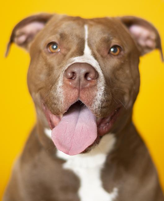 Enlarge Hero, a ADOPTABLE Pit Bull Terrier in Chicago, IL image 2/6