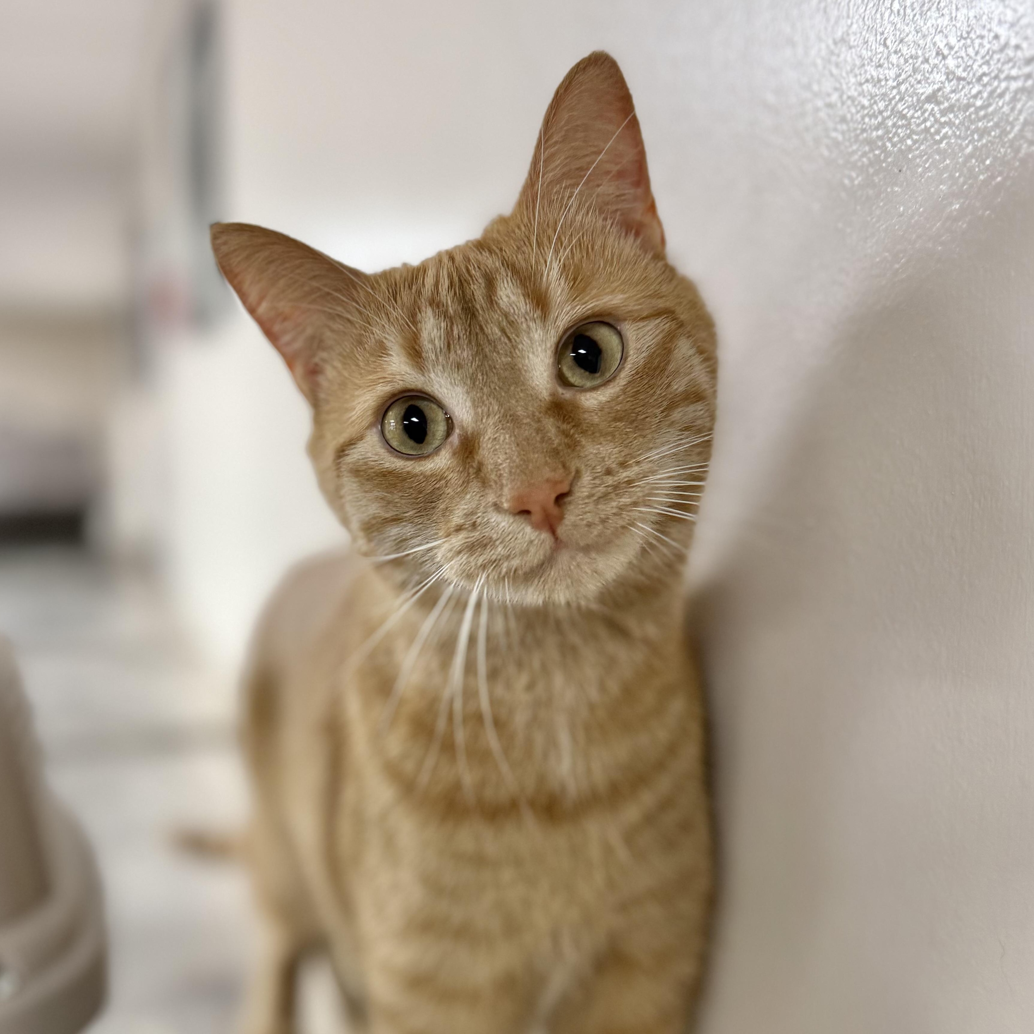 Atlas, an adopted Domestic Short Hair in Collierville, TN image 6/6