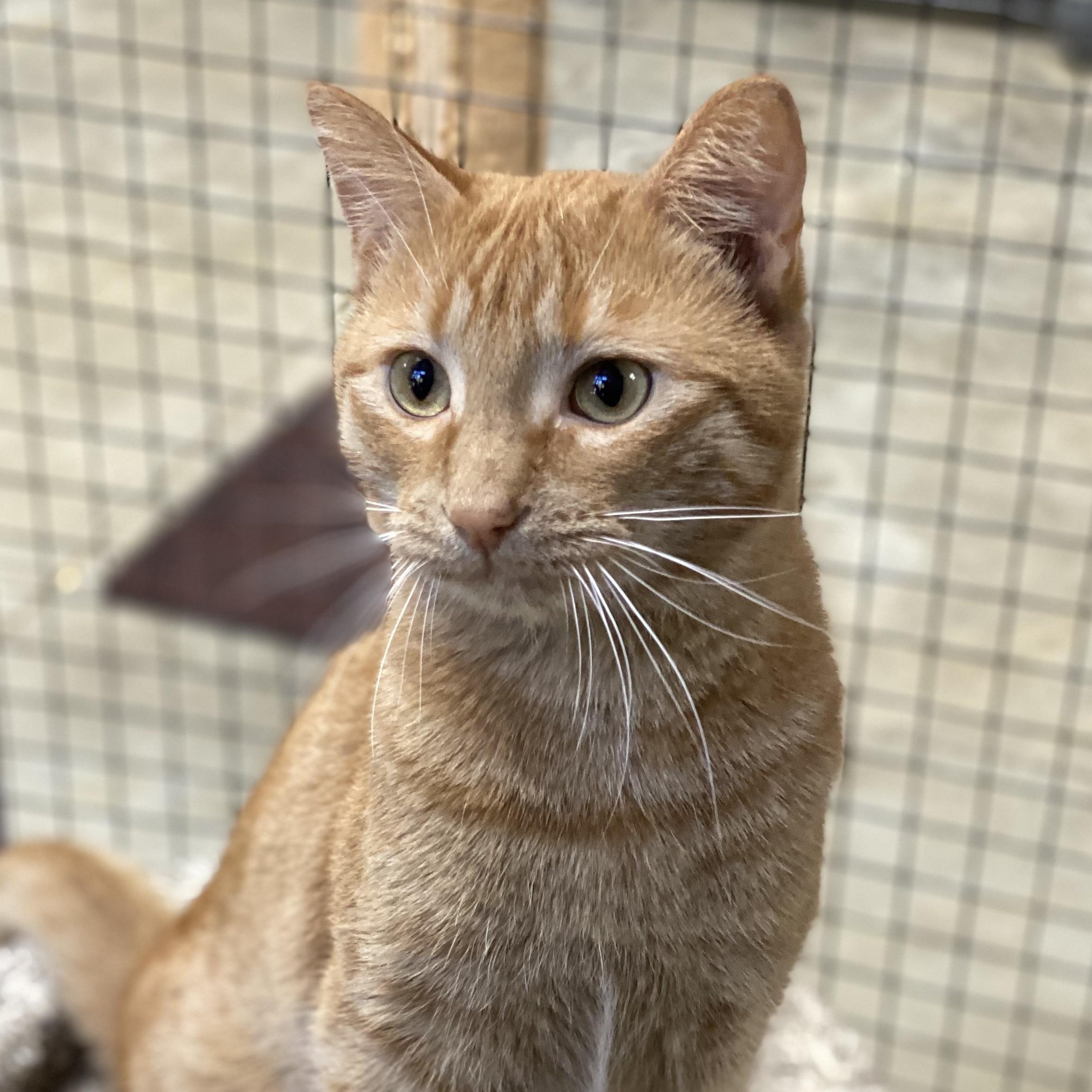 Atlas, a Adoptable Domestic Short Hair in Collierville, TN image 5/6