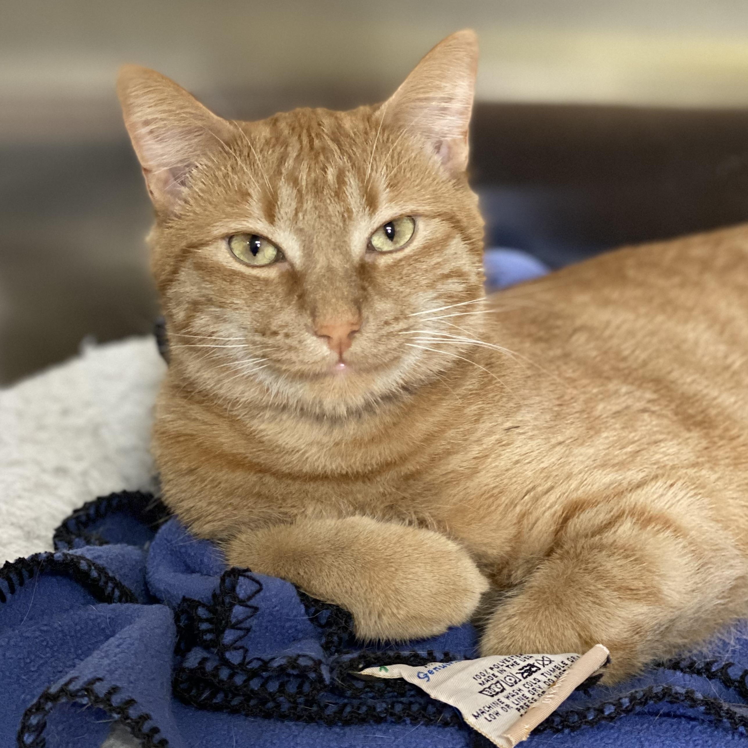 Atlas, Adoptable, Adult Male Domestic Short Hair.