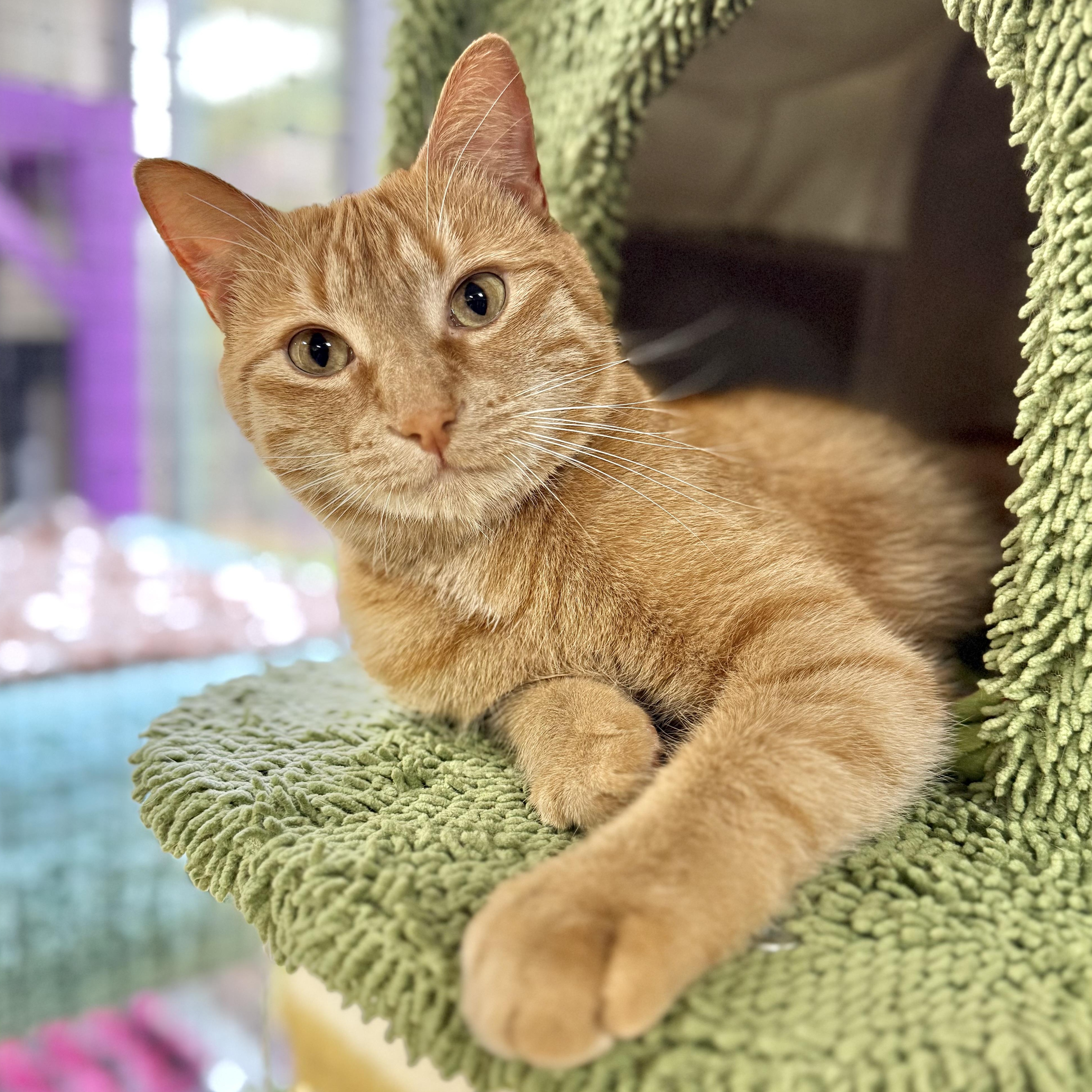 Atlas, an adopted Domestic Short Hair in Collierville, TN image 1/6