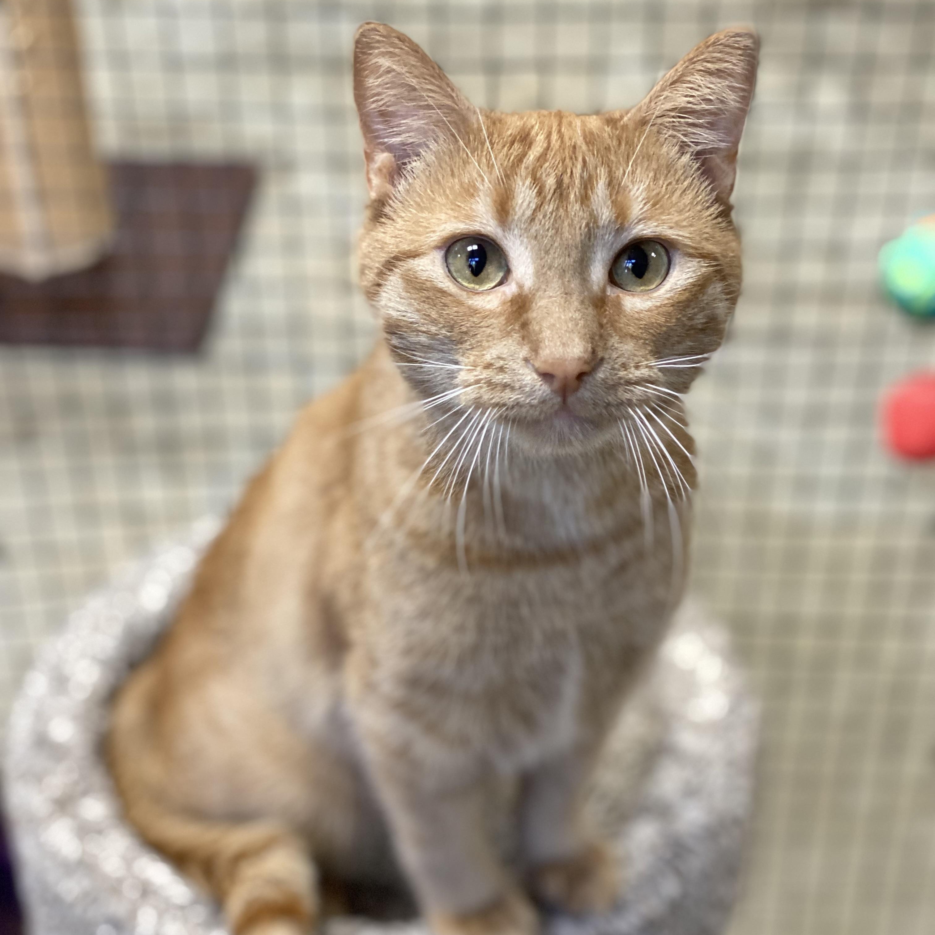 Atlas, a Adoptable Domestic Short Hair in Collierville, TN image 6/6
