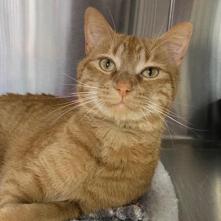 Atlas, an adopted Domestic Short Hair in Collierville, TN image 3/6