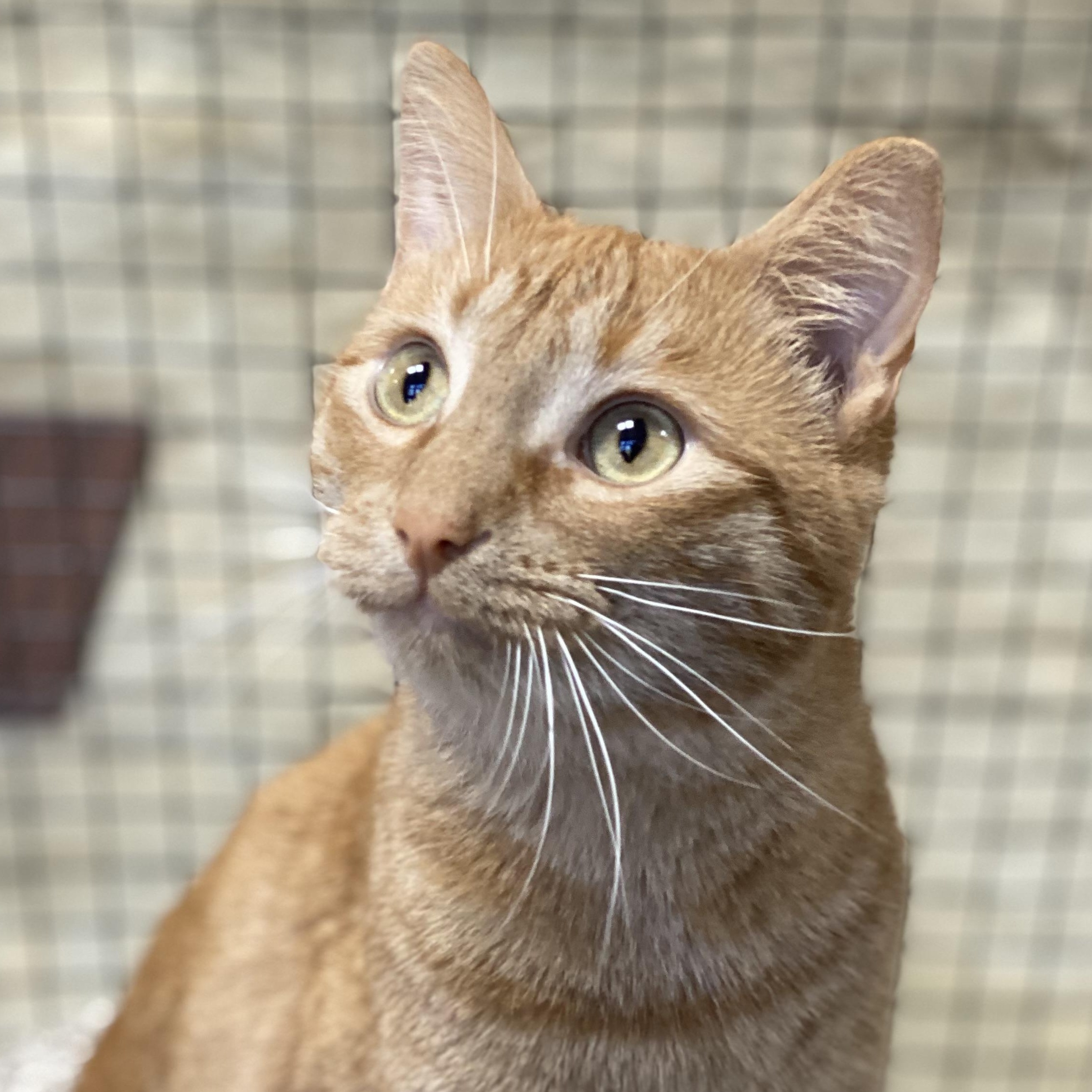 Atlas, a Adoptable Domestic Short Hair in Collierville, TN image 1/6