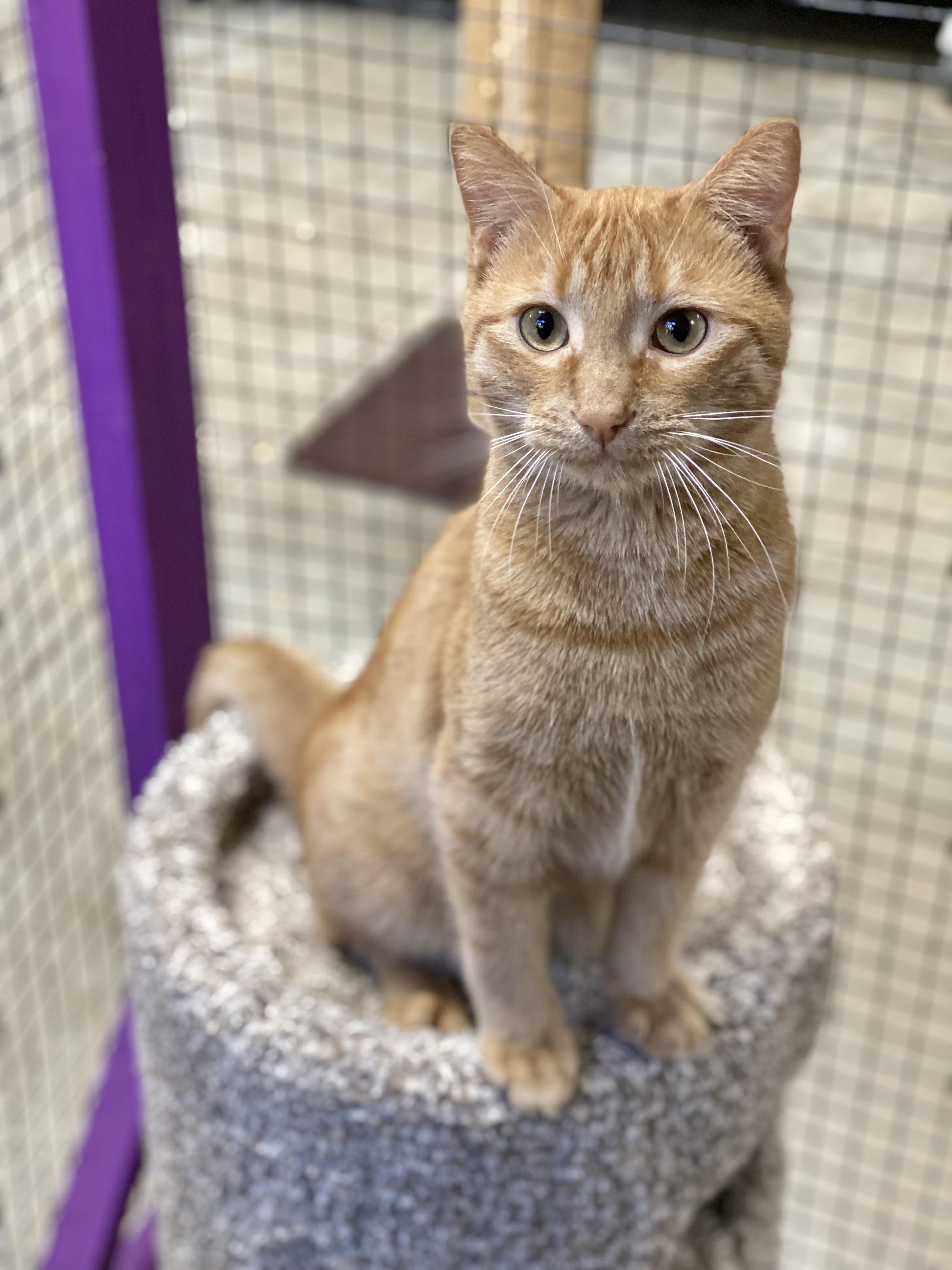 Atlas, a Adoptable Domestic Short Hair in Collierville, TN image 4/6