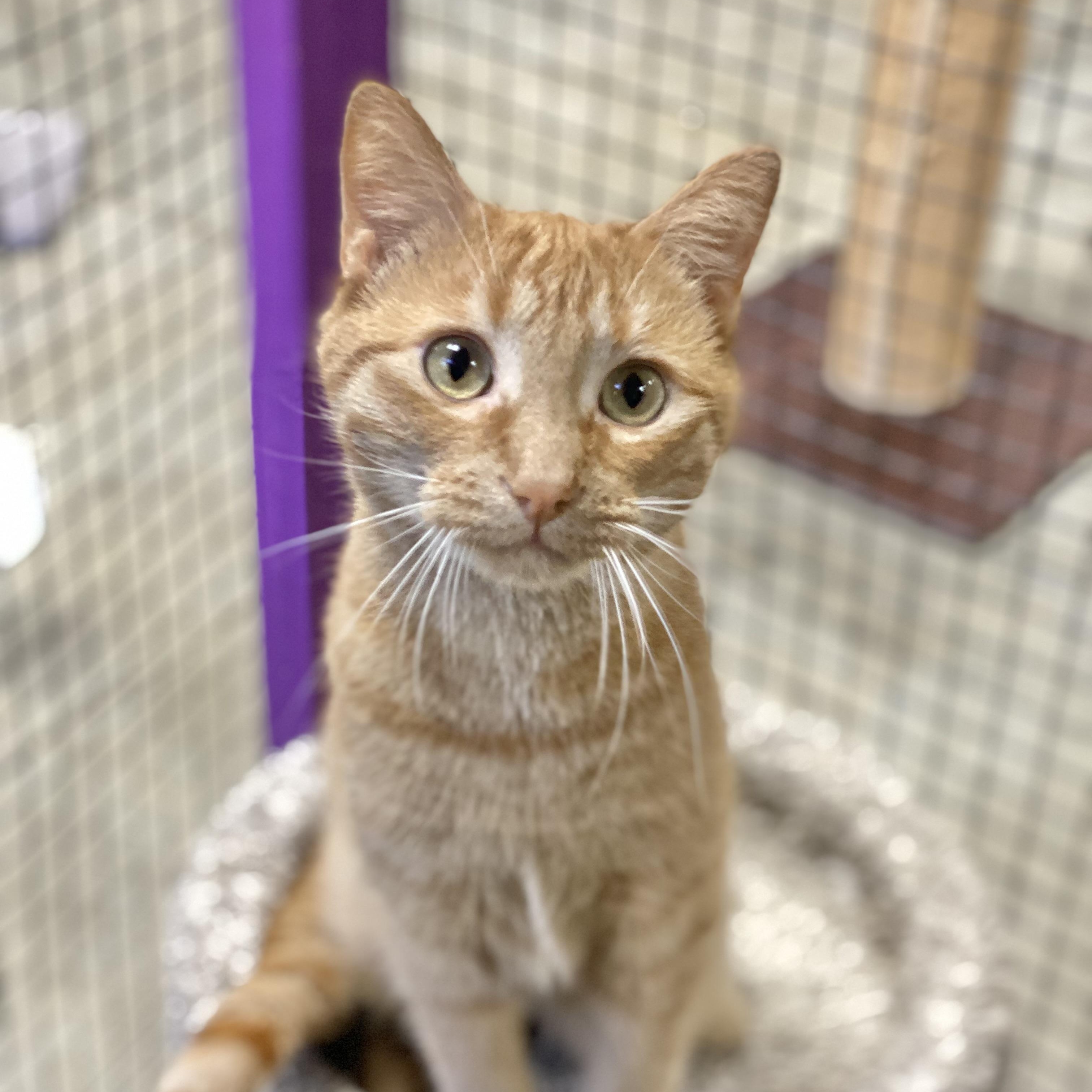 Atlas, a Adoptable Domestic Short Hair in Collierville, TN image 2/6