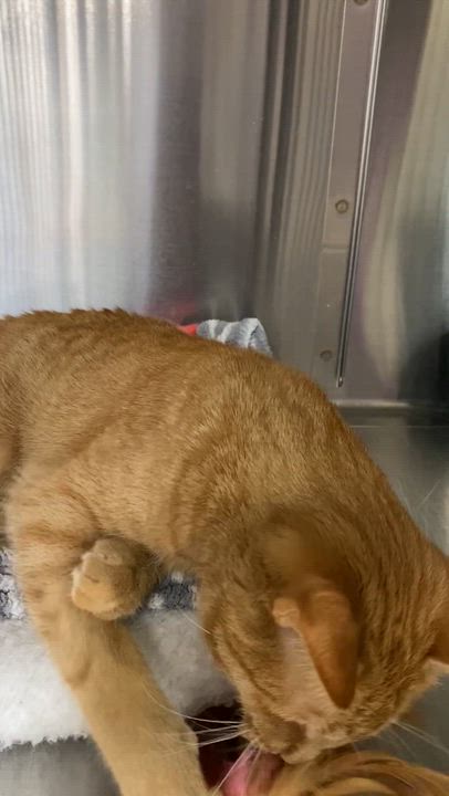 Enlarge Atlas, an adopted Domestic Short Hair in Collierville, TN video 5/6