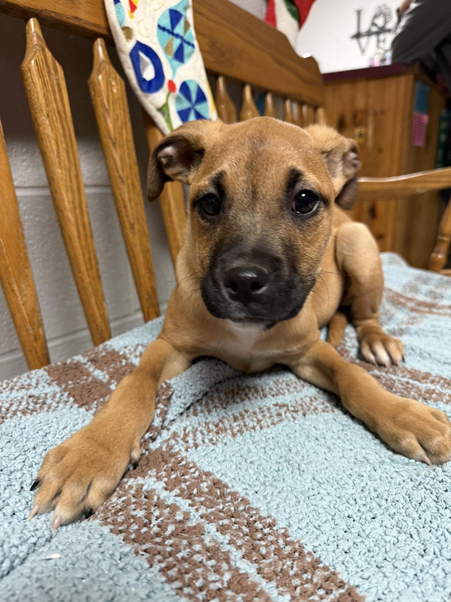 Skrewball, ADOPTABLE, Puppy Female Mixed Breed.