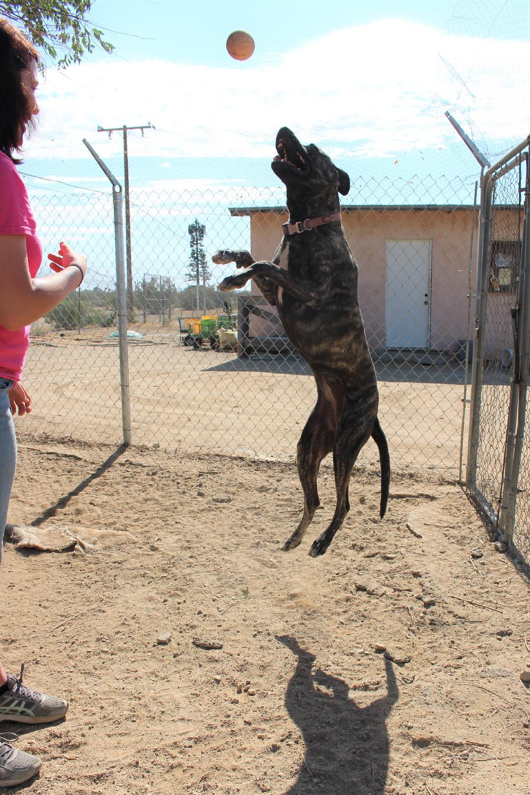 Baylee, Adoptable, Adult Female Labrador Retriever.