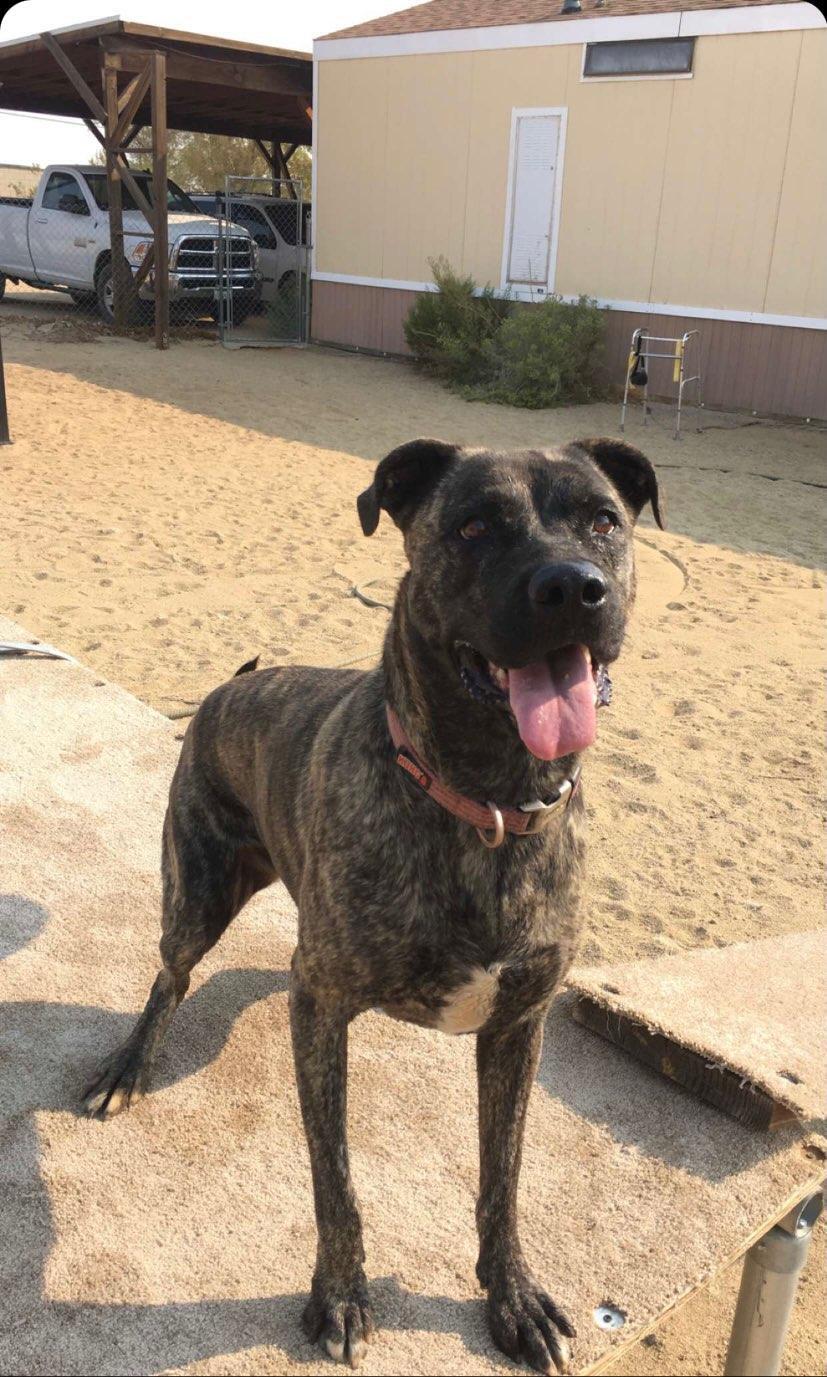 Baylee, a Adoptable mixed breed in Mojave, CA image 2/10