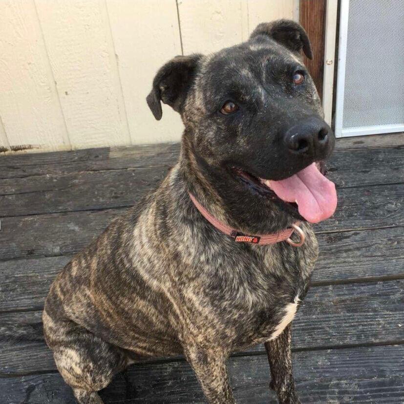 Baylee, a Adoptable mixed breed in Mojave, CA image 3/10