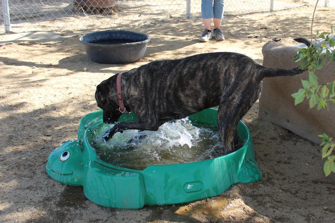 Baylee, a Adoptable mixed breed in Mojave, CA image 4/10