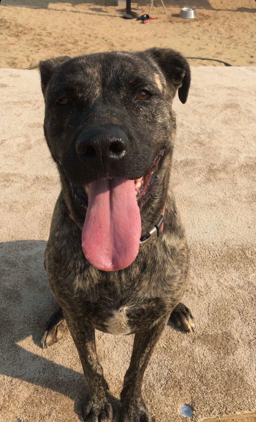 Baylee, a Adoptable mixed breed in Mojave, CA image 5/10