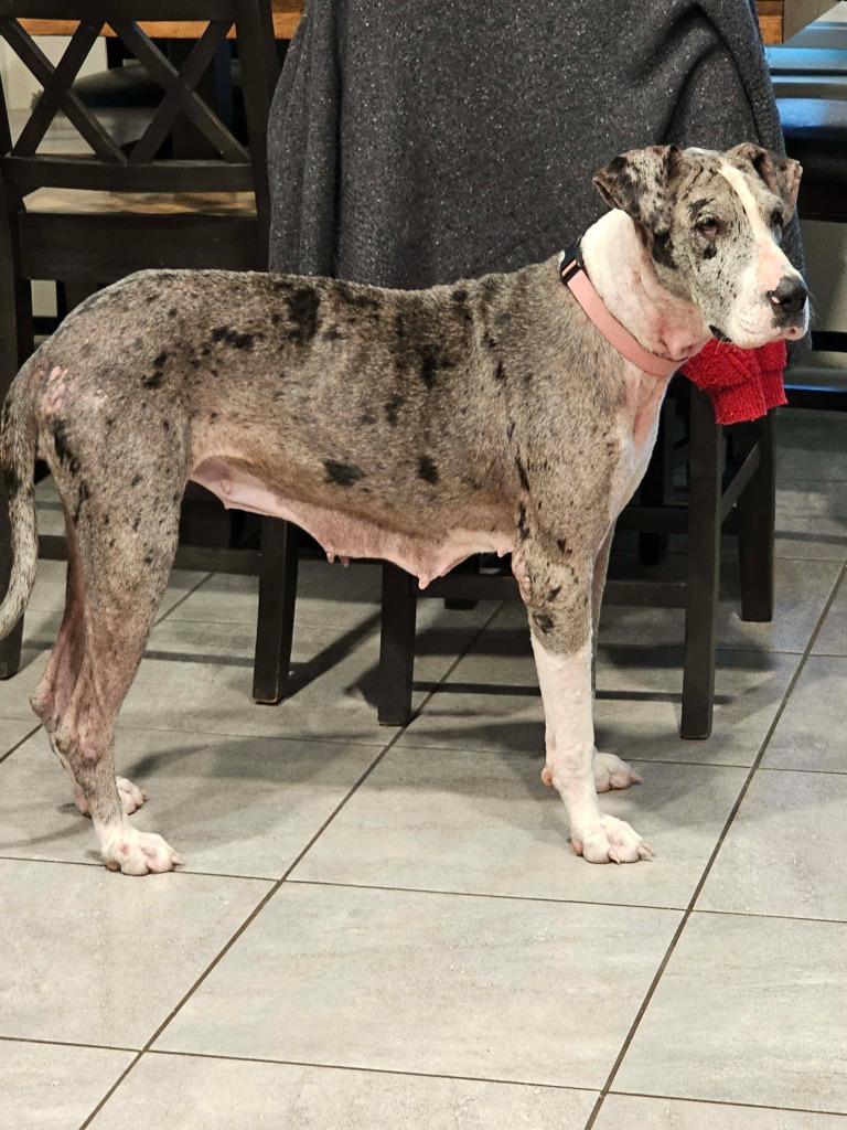 Enlarge Abby CoCo, a ADOPTABLE Great Dane in Waco, TX image 2/3