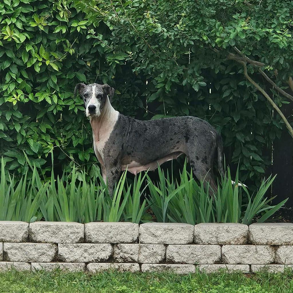 Abby CoCo, ADOPTABLE, Young Female Great Dane.