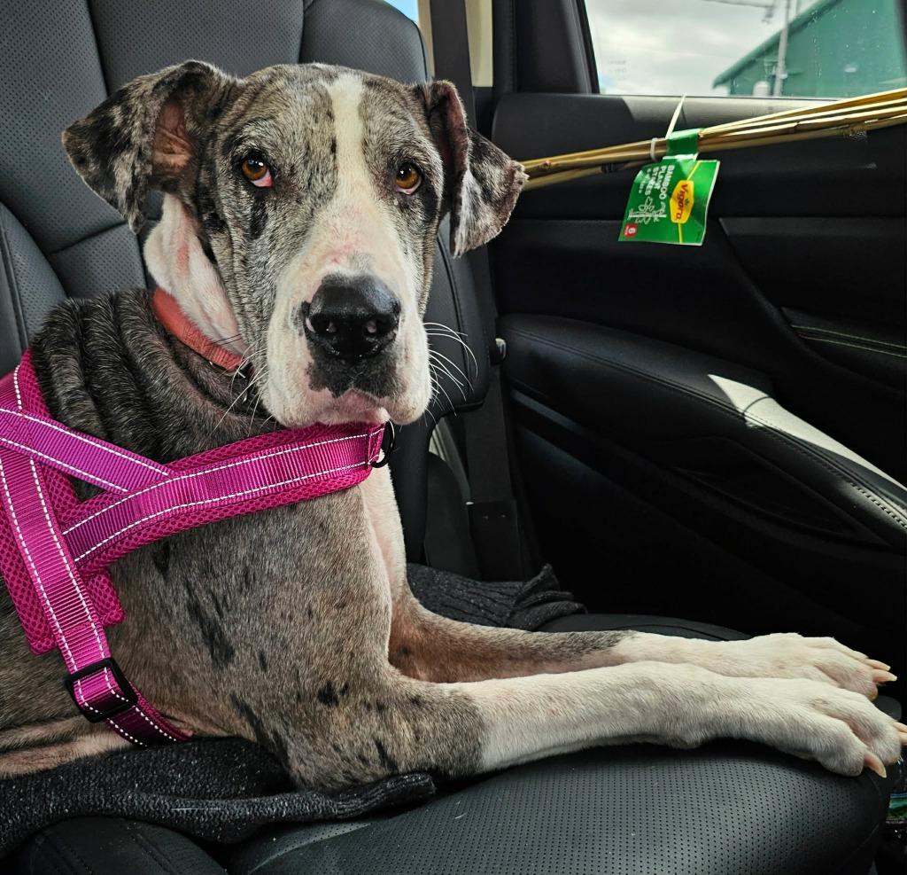 Enlarge Abby CoCo, a ADOPTABLE Great Dane in Waco, TX image 3/3