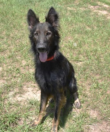 Blue, ADOPTABLE, Adult Male German Shepherd Dog & Belgian Shepherd / Malinois.