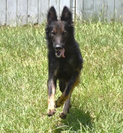 Blue, a ADOPTABLE mixed breed in Inverness, FL image 3/3