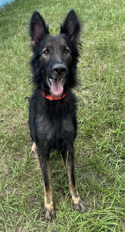 Blue, a ADOPTABLE mixed breed in Inverness, FL image 2/3