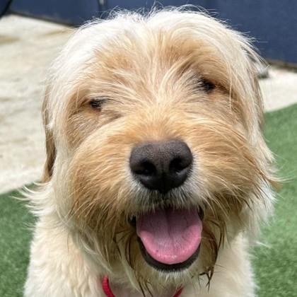 Renata, Adoptable, Young Female Mixed Breed & Mixed Breed.