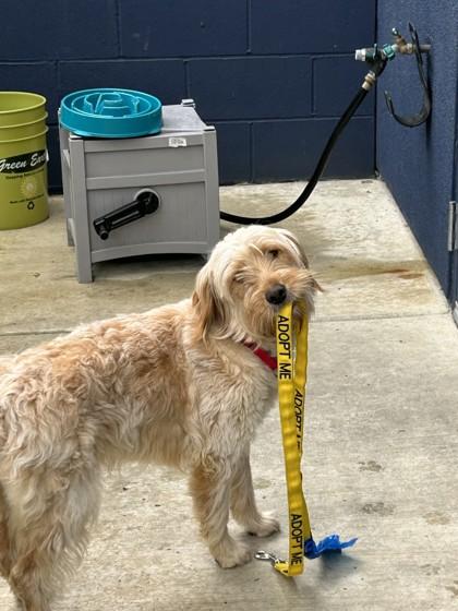 Renata, a Adoptable mixed breed in Pleasanton, CA image 2/3