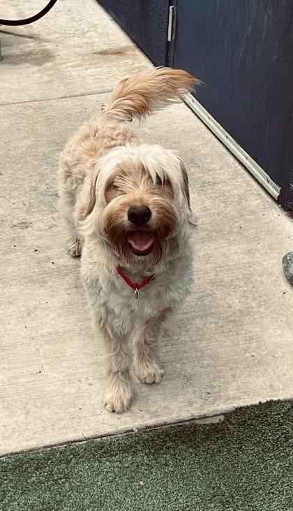 Renata, a Adoptable mixed breed in Pleasanton, CA image 3/3