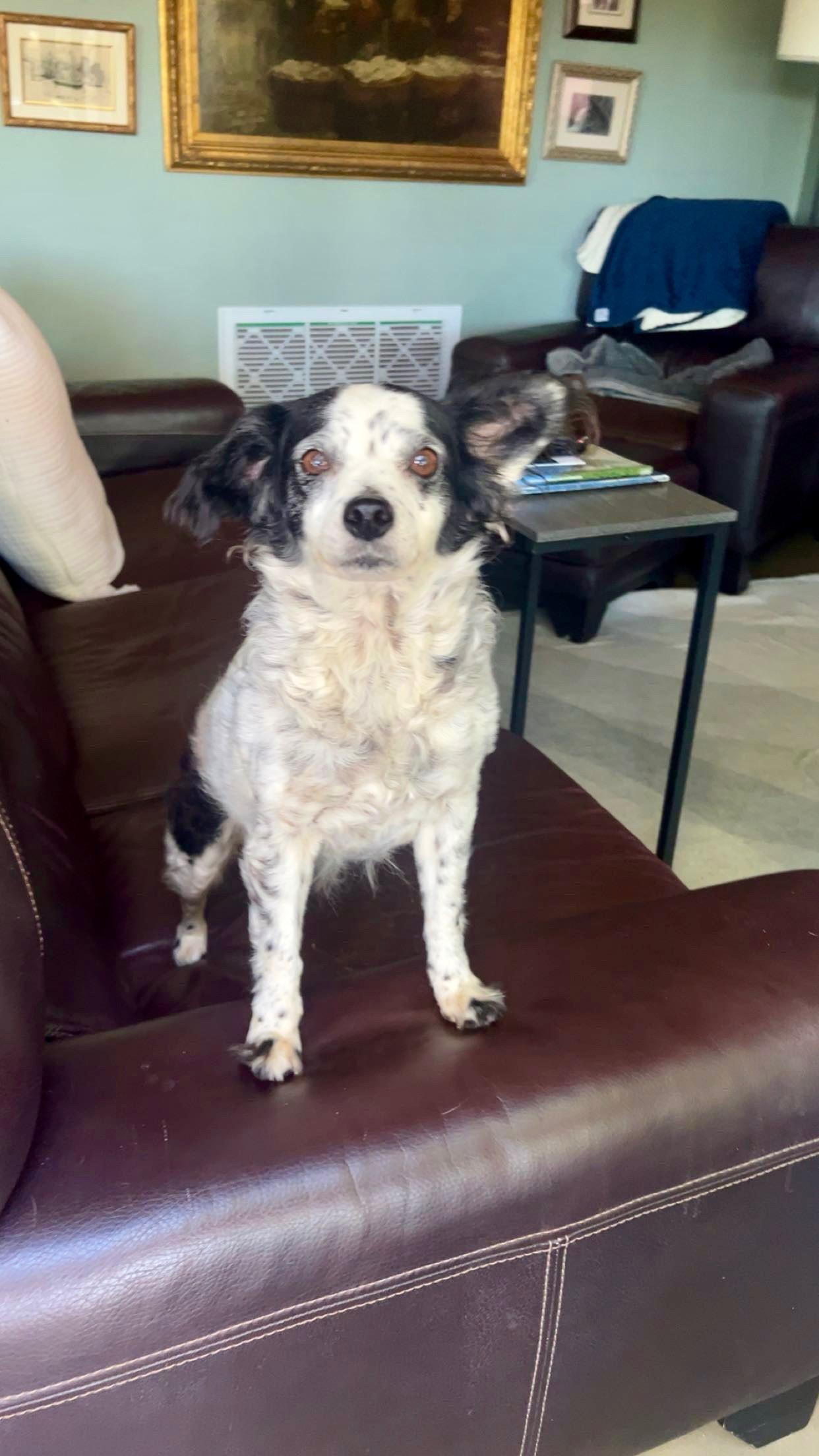 Enlarge Minnie, a ADOPTABLE mixed breed in Santa Ana, CA image 6/6