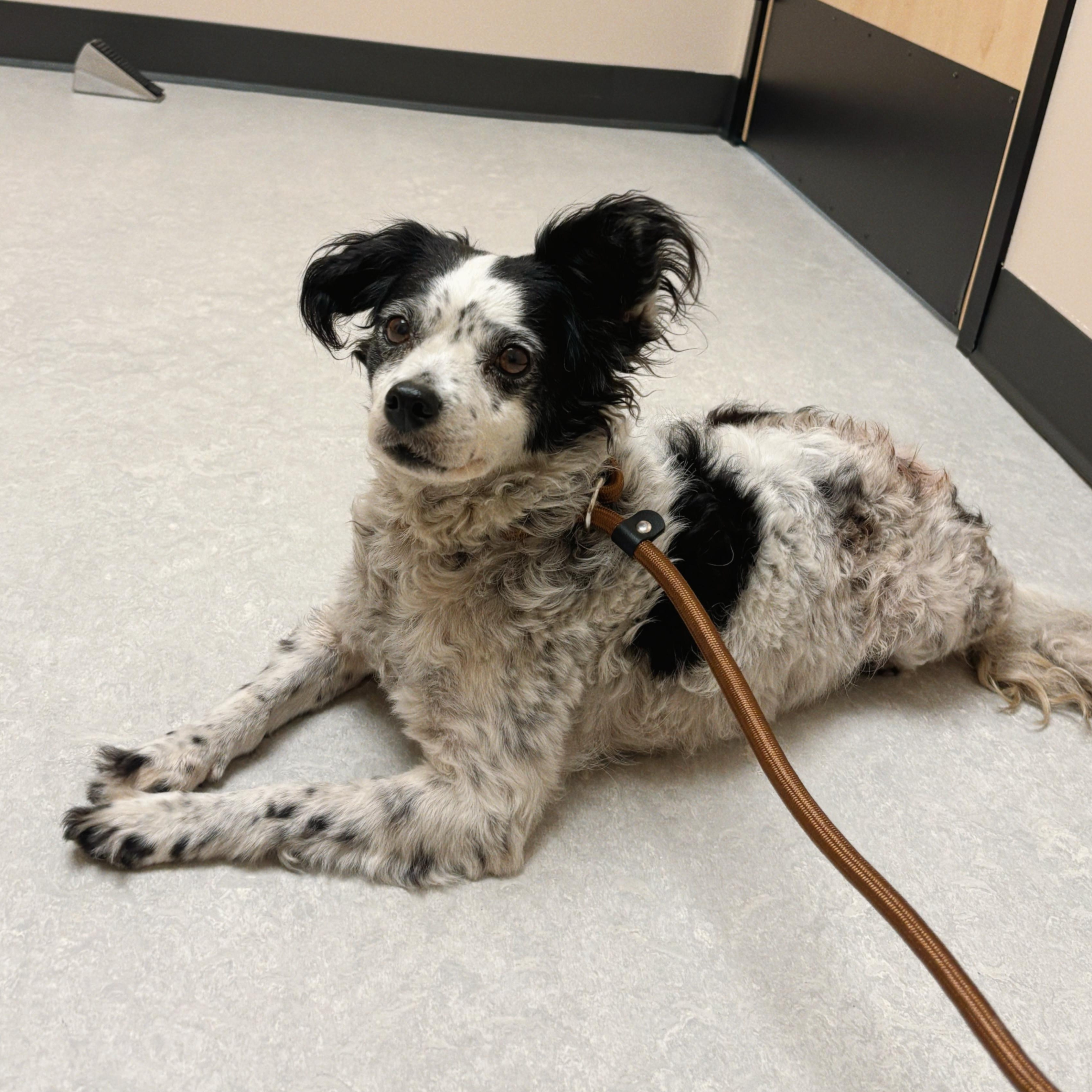 Enlarge Minnie, a ADOPTABLE mixed breed in Santa Ana, CA image 1/6